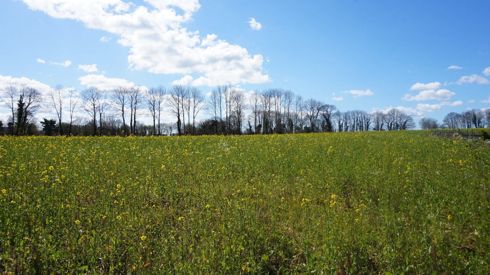 Image_, Terrain, Mellac, ref :4817